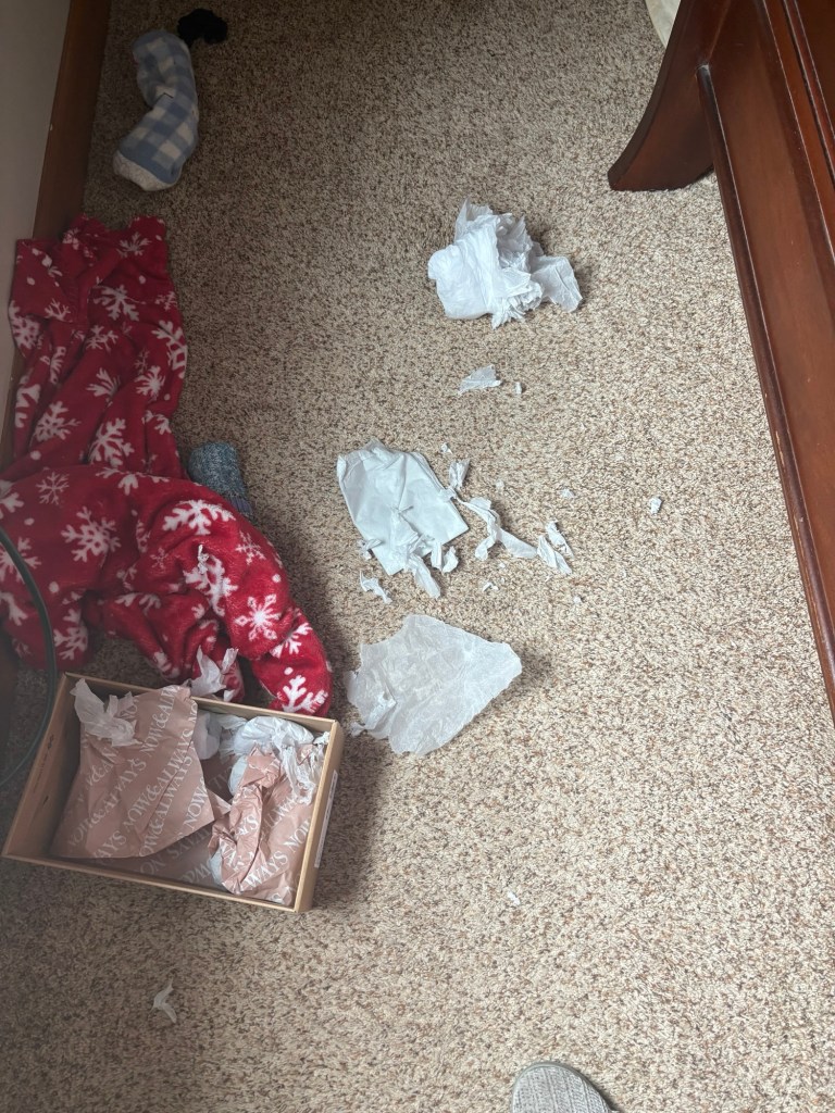 Shredded tissue paper from shoebox scattered across carpet after Tim the GSP puppy tore it apart during post-surgery bed rest