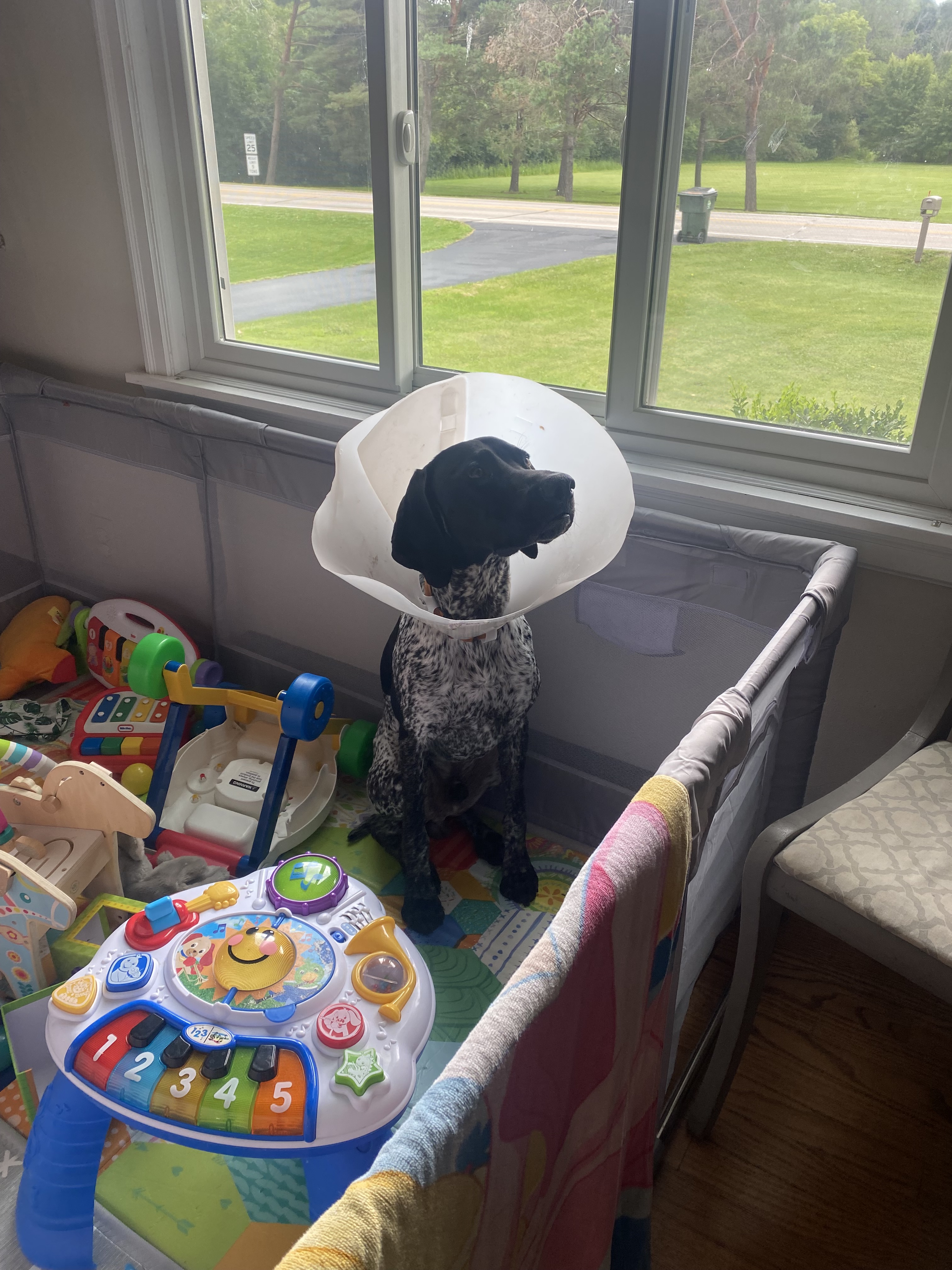 German Shorthaired Pointer puppy stuck in baby playpen wearing cone after surgery